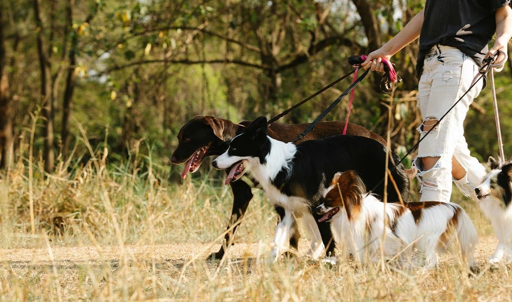 paseo-perros